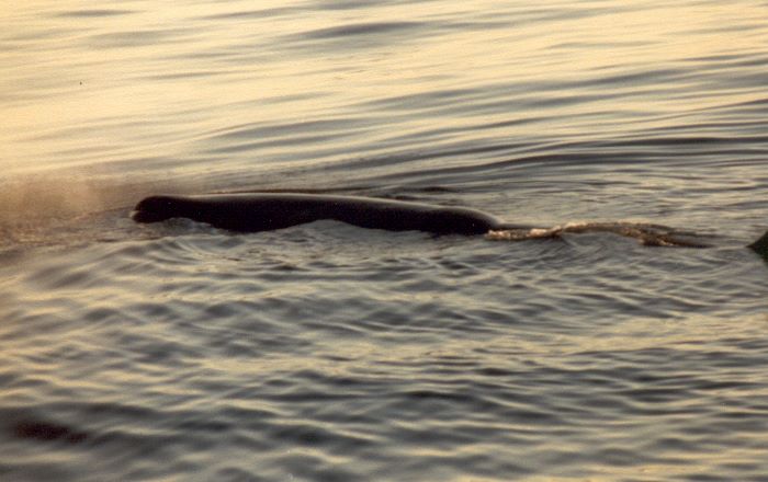 ../Images/028.Whalewatching ab Andenes.jpg
